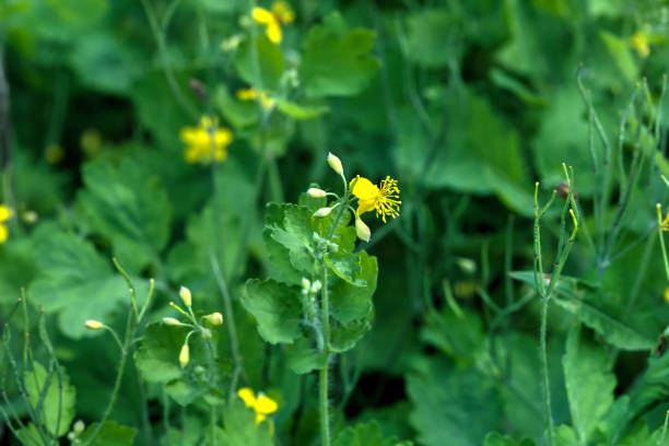 istock Celandine. Wild flower. 667490766