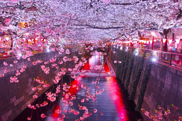 istock Cherry trees at Meguro River at night 667490814