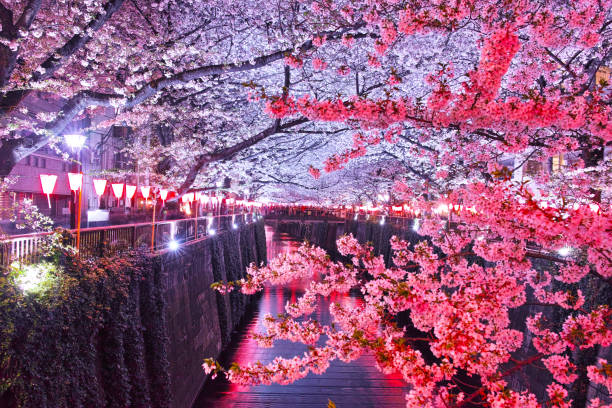 cerisiers à meguro river pendant la nuit - rivière meguro photos et images de collection