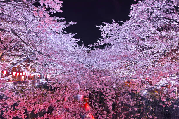 istock Cherry trees at Meguro River at night 667491128