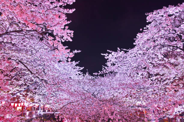 istock Cherry trees at Meguro River at night 667491300
