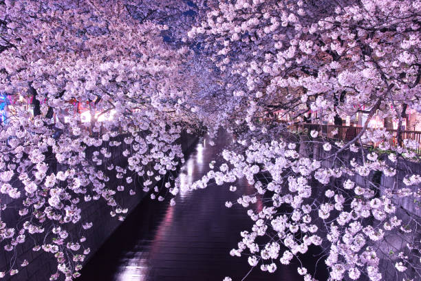 istock Cherry trees at Meguro River at night 667491616