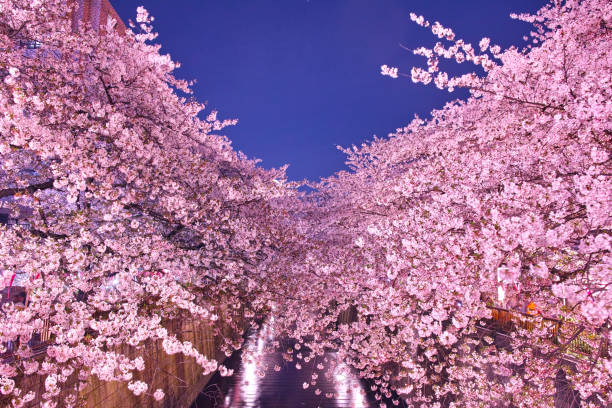 istock Cherry trees at Meguro River at night 667491688