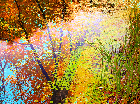 A tree is reflected in a pond in autumn