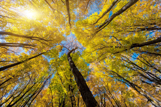 istock Majestic morning mountain landscape with colorful forest. 667492522