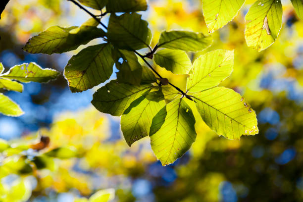 istock Bright colorful leaves on the branches in the au 667493020
