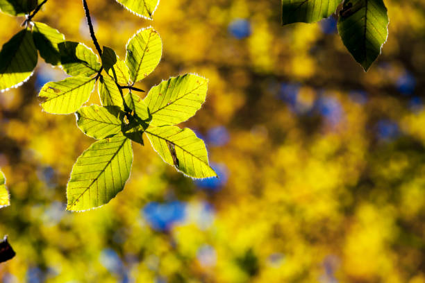 istock Bright colorful leaves on the branches in the au 667494670