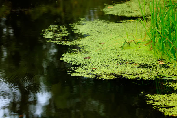 lentilles d’eau. usine d’eau. - duckweed photos et images de collection