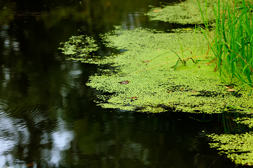 Duckweed floating on the surface of a forest lake.