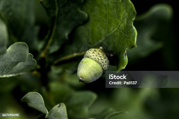 Acorn An Old Oak Stock Photo - Download Image Now - Acorn, Backgrounds, Beauty