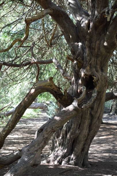 istock Ancient Yew tree in ancient woodland. 667495758