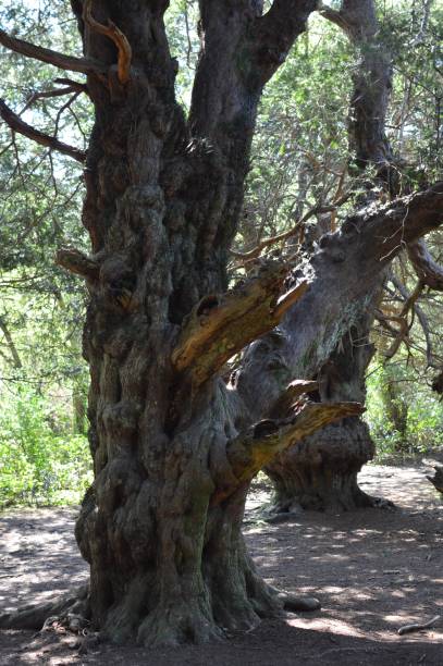 istock Ancient Yew tree in ancient woodland. 667495772