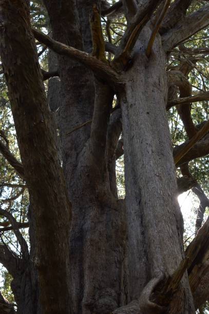 starożytne drzewo cisowe w starożytnym lesie. - cisowe zdjęcia i obrazy z banku zdjęć