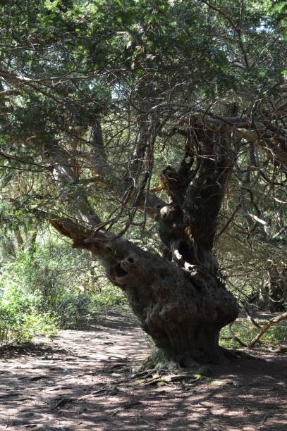 starożytne drzewo cisowe w starożytnym lesie. - cisowe zdjęcia i obrazy z banku zdjęć