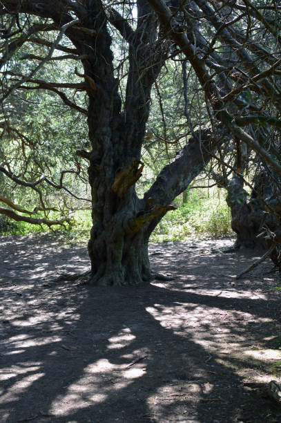 istock Ancient Yew tree in ancient woodland. 667495868