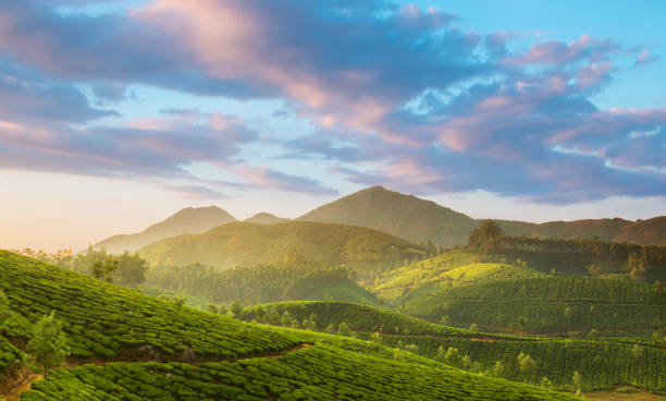 Tea plantations stock photo