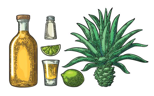 ilustraciones, imágenes clip art, dibujos animados e iconos de stock de vidrio y botlle de tequila. cactus, sal, cal - sales growth