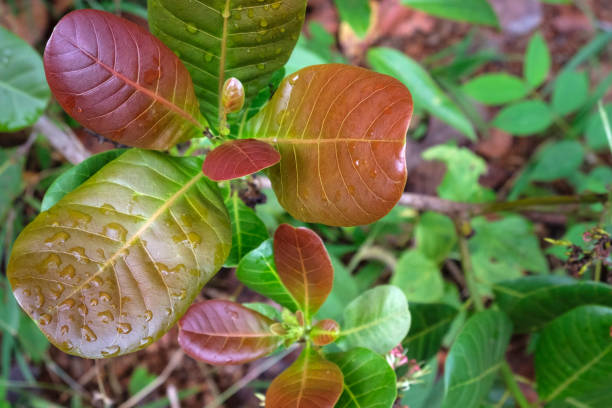 Cashew young leaves,  natural background