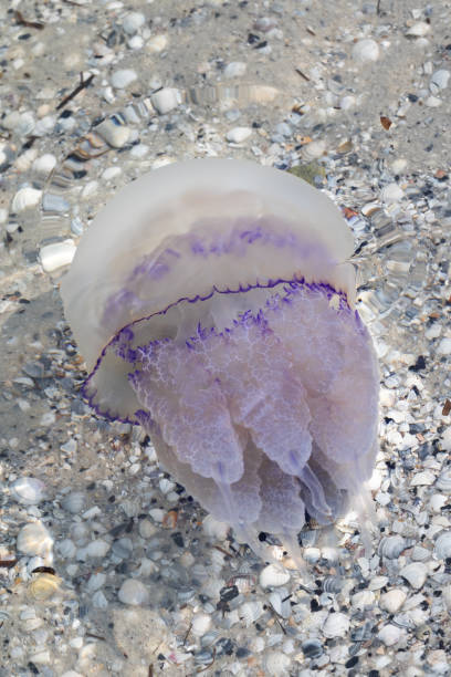 istock Jellyfish (Rhizostomae) in sea 667506752