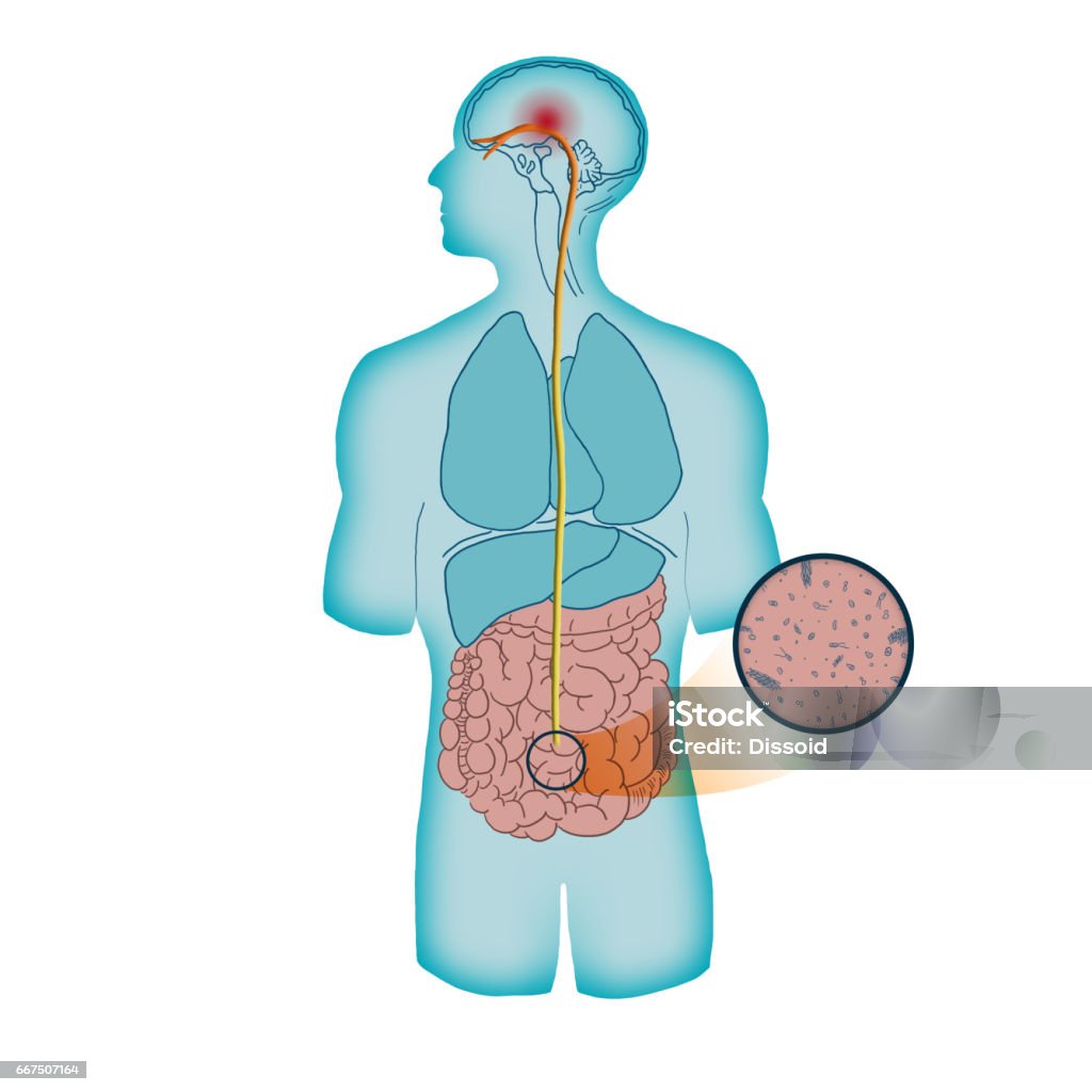 Microbioma que causan migraña - Foto de stock de Nervio vago libre de derechos