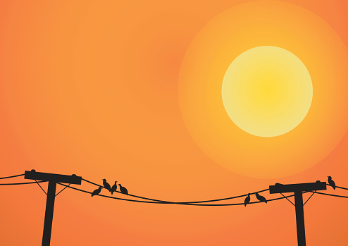 Vector : Birds on electricity post before sun set