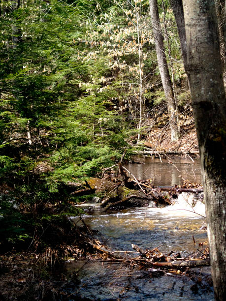 istock River in Bear Brook State Park New Hampshire 667511496