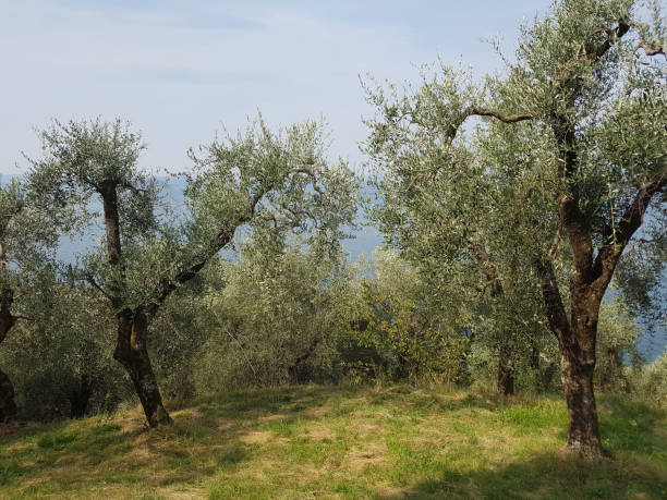 istock olives; Olive tree; Olea europaea 667518698