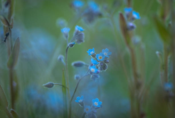 istock In the blue country 667519404