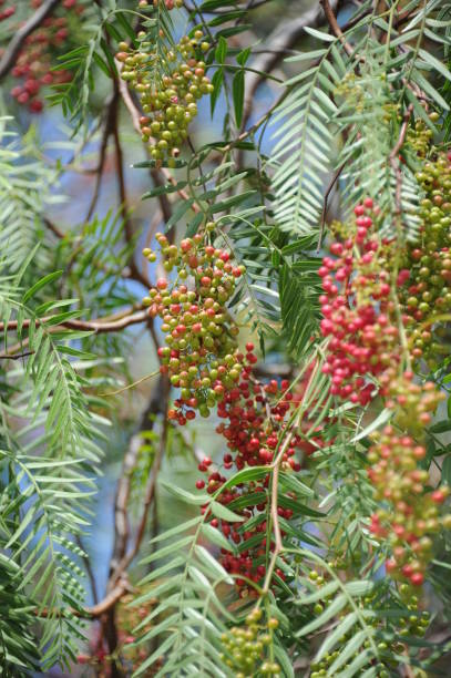 istock Red pepper on the tree in Spain 667520234
