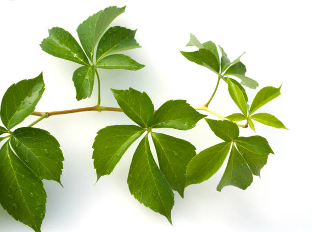 istock Parthenocissus, quinquefolia 667520672