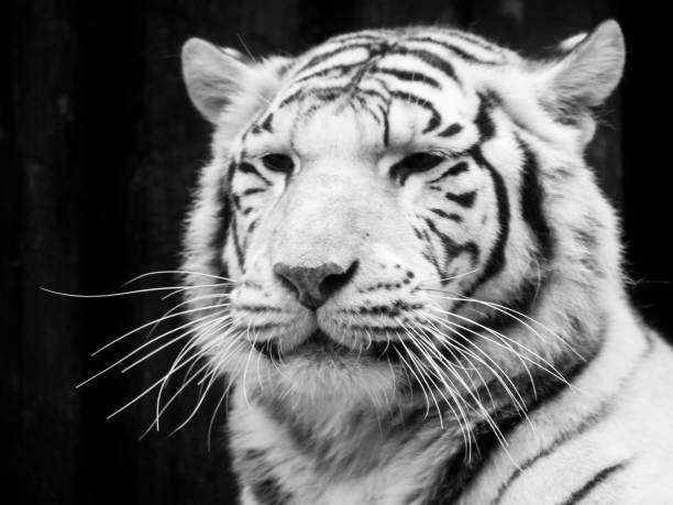 istock White tiger portrait. Black and white image 667523316
