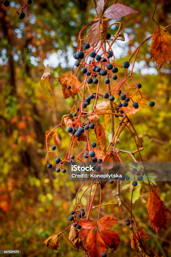 wild grapes Wild forest grapes. Variegated red and orange leaves and blue berries of wild grapes against the background of the autumn forest Autumn Stock Photo