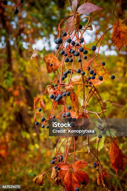 Wild Grapes Stock Photo - Download Image Now - Autumn, No People, Photography