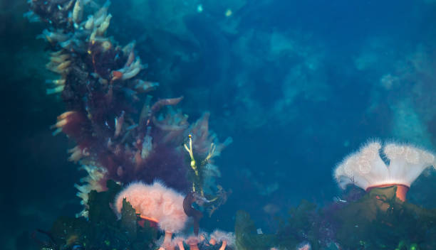 Underwater life, Norwegian Sea background photo
