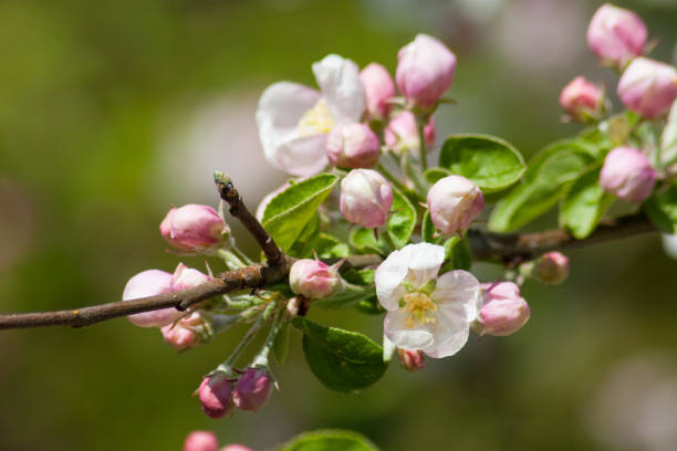 istock spring blossom south germany white bloom on green 667528908