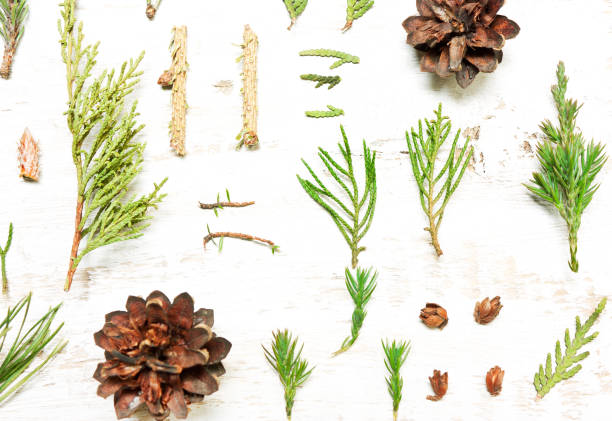 istock Pattern of tree branches, cones,pine, fir. Background of coniferous trees. 667536424
