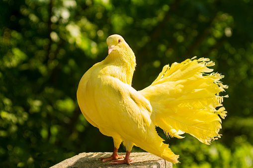 The Allure of Exquisite Rarity: Golden Pigeons Captivate Bird Lovers  Worldwide – News Xol