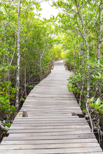 istock wooden bridge walkway in mangrove forest. 667539766