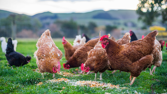 Chickens on a farm in New Zealand at a feeding time