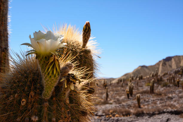 istock Saguaro Cactus flower in the desert 667540944