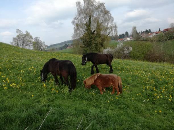 istock Horse family on mountain meadow 667541332
