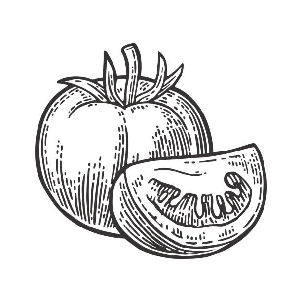 210+ Sketch Style Drawing Of Ripe Tomato Slice Illustrations, Royalty ...