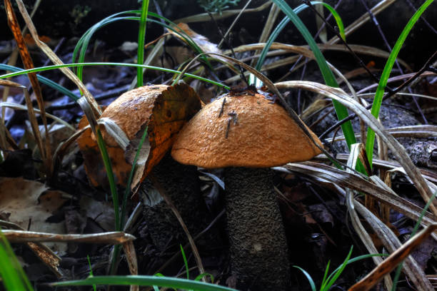 istock Aspen mushroom. Summer wood. 667545658