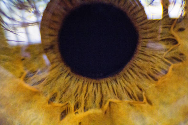 close up of a amber eye - close up of iris imagens e fotografias de stock