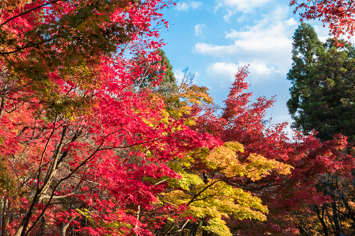 Eikando temple at peak autumn foliage colors in Kyoto, Japan.