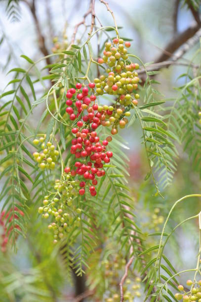 istock Red pepper on the tree in Spain 667551880