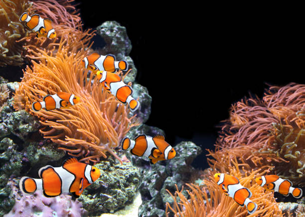 istock Sea anemone and clown fish 667552420