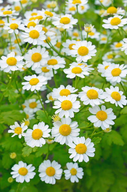 istock Tanacetum parthenium flowers 667552442