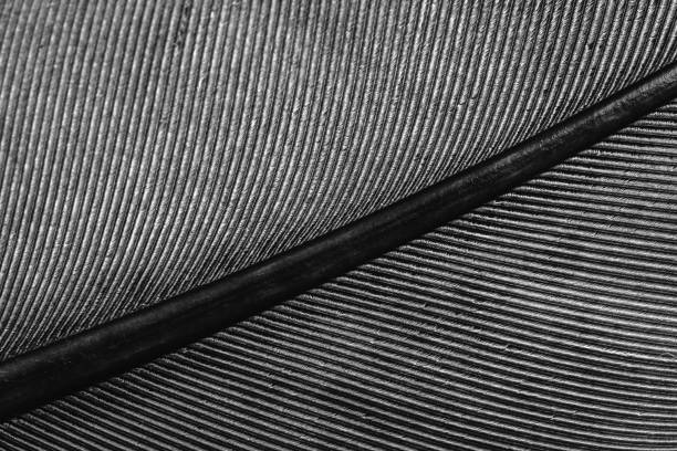 macro of a feather, lines on the feather stock photo