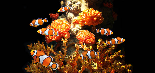istock Sea corals and clown fish 667552602